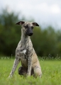 07 Windhund-Trio